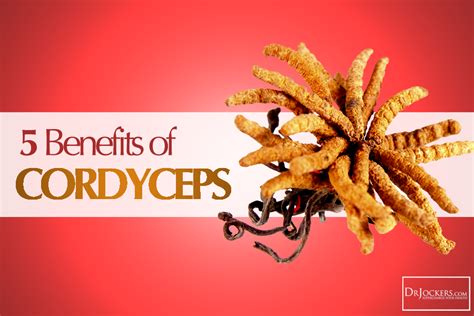 5 Benefits Of Cordyceps For Your Brain And Body