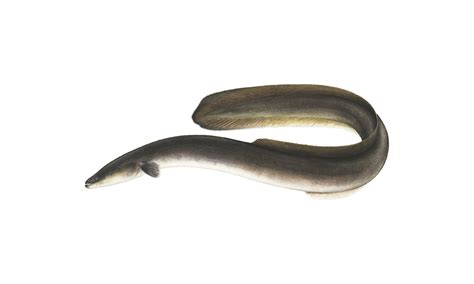 Women Having Sex With Eels And Fish Telegraph