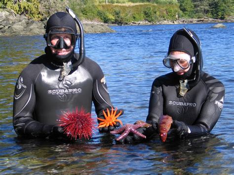 Immerse Yourself In Alaskas Underwater World As You Snorkel The Calm