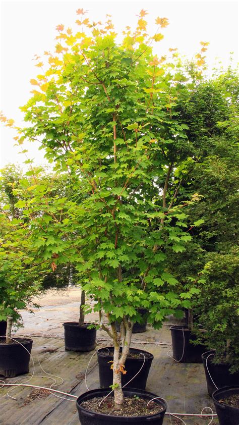 Acer Circinatum Pacific Fire Vine Maple Conifer Kingdom