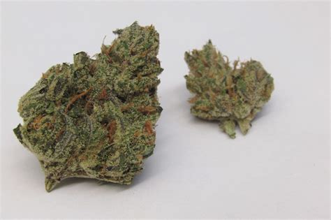 Space Monkey Why Colorado Tokers Love This Strain Westword