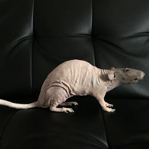 Pet Hairless Rat Taxidermy By Precious Creature Taxidermy Cute Rats