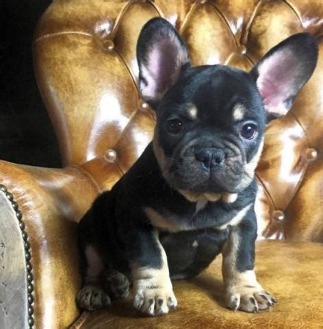 We couldn't find anything for french bulldog puppies for adoption in california. French Bulldog puppies for adoption , Animals , Washington ...