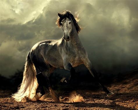 Free Download Arabian Horse Screensaver And Desktop Wallpapers