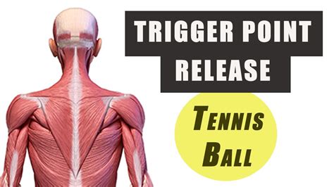 Trigger Point Release With A Tennis Ball Upper Trap Levator Scapulae And Mid Traprhomboids