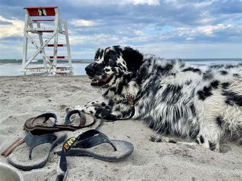 Hes A Dalmatian Great Pyrenees Mix And Loves The Beach