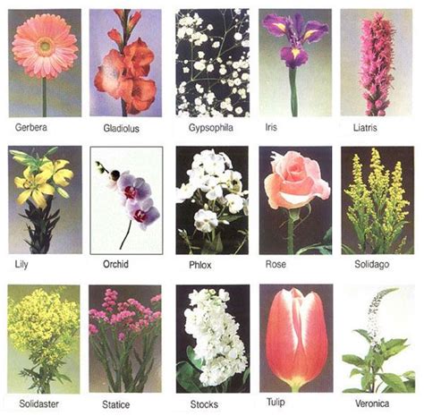 Flower names by color hayley's wedding tips 101. wedding flower names - Google Search | Flower images with name