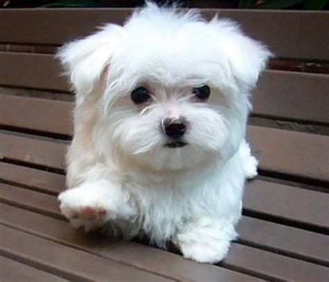 Maltese Puppy By Latashalooks Very Much Like My Tobie Miss Him