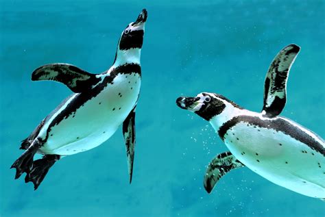 South American Penguins Coming To Houston Zoo In Fall 2022