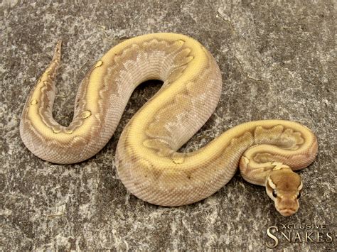 50 Best Ideas For Coloring Ball Pythons Breeders