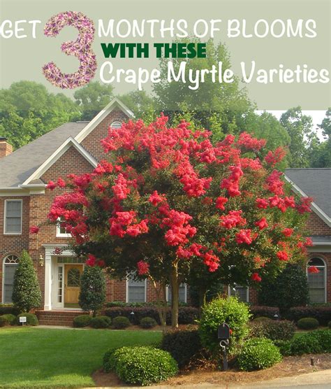 There Are Tons Of Different Crape Myrtles To Choose From Find The