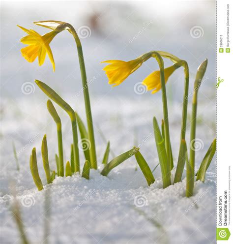 Daffodil Blooming Through The Snow Stock Image Image Of Nature Plant