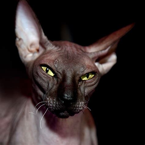 Peterbald World Of Animal Sphynx Cat Hairless Cat Cat Breeds