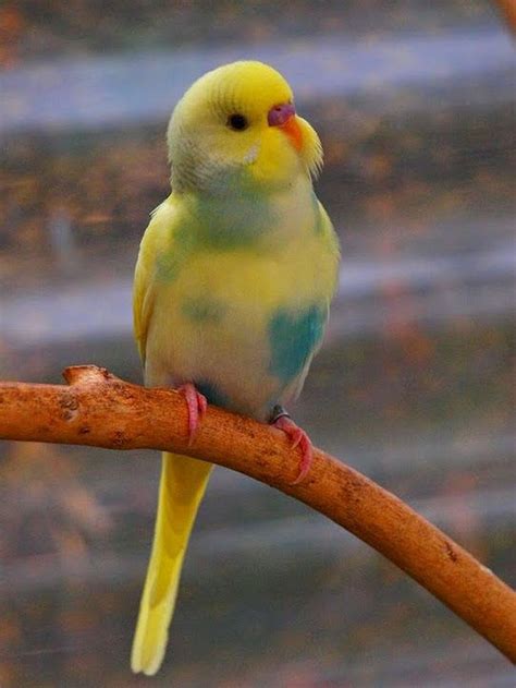 Awesome 20 The Best Pet Birds For Kids 20 The