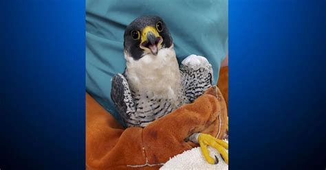 Watch Party Planned For Hatching Of Famous Berkeley Falcon Nest Cbs