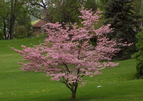 Like other dogwoods, the flowering dogwood benefits from a thick layer of mulch to keep its roots the flowers are white, tinged with pink, and more tapered and pointed than flowering dogwoods. Cornus florida 'Rubra' - eurodogwoods