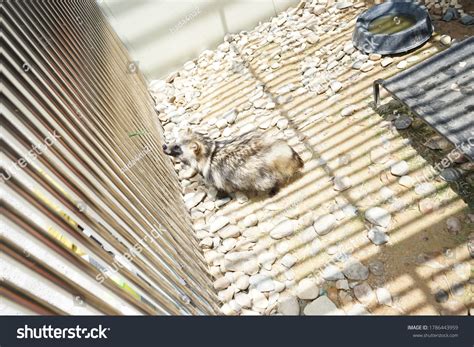 Globally Endangered Species Korean Racoon Dog Stock Photo 1786443959