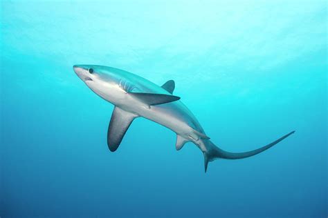 Pelagic Thresher Shark Photograph By Scubazooscience Photo Library