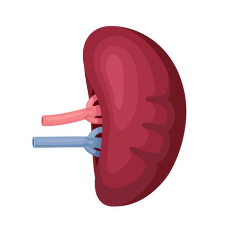 Cartoon Of A Spleen Illustrations Royalty Free Vector Graphics And Clip