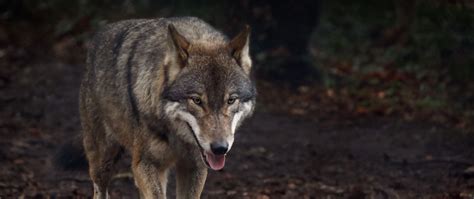 Download Wallpaper 2560x1080 Wolf Protruding Tongue