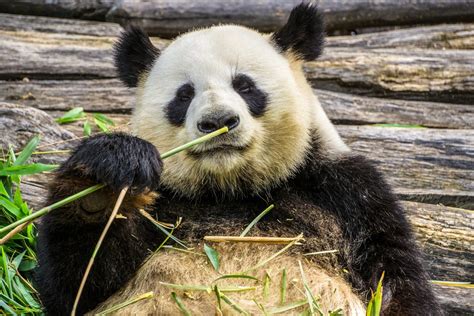 What Do Pandas Eat All About The Panda Bear Diet Petsstats