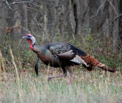 Turkey Hen Vs Tom How To Tell The Difference Strutting