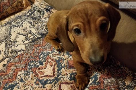 Learn more about flinthill dachshunds in kansas. Dapple Boy: Dachshund puppy for sale near Kansas City, Missouri. | 041d72bd-c191