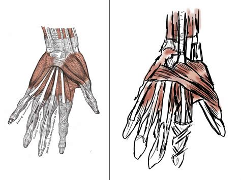 Anatomy The Hand Muscles By Dynoking On Deviantart