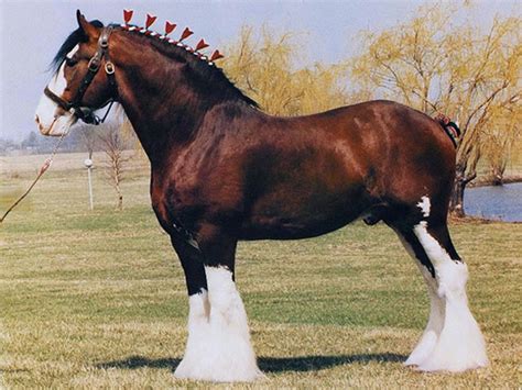 Clydesdale Horses Could Be The Worlds Most Popular Horses