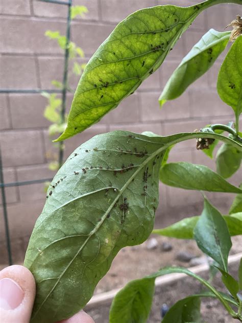 Bugs On Bell Pepper Plant Rgardenmaintenance