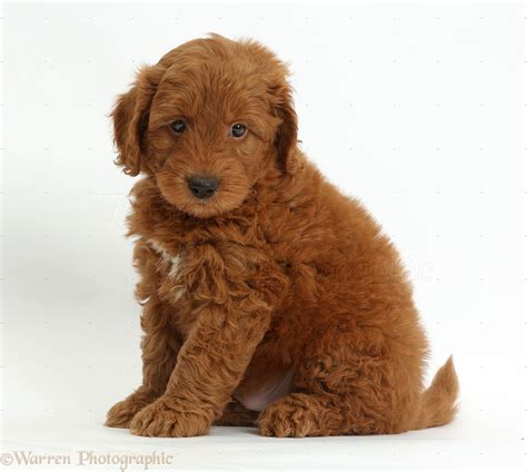 Dog Cute Red F1b Goldendoodle Puppy Sitting Photo Wp37276