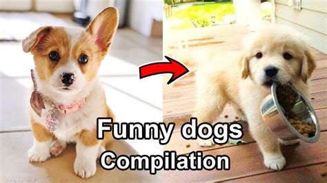 🤣try Not To Laugh Challenge🤣 Funny Dogs Compilation Cutest And