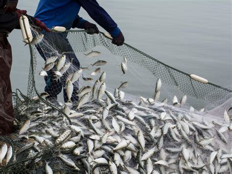 Overfishing Threats Wwf