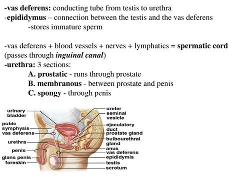 PPT Male Reproductive System PowerPoint Presentation Free Download
