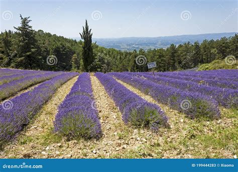 A Flowery Lavender Field At Castellina In Chianti Tuscany Stock Image