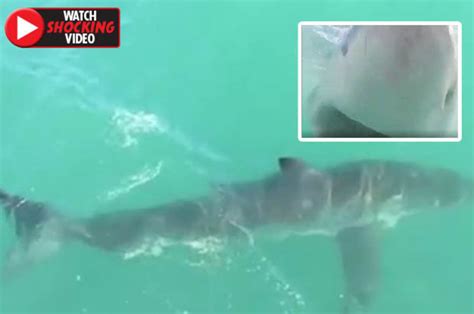 great white shark attack terrifying moment predator lunges at divers daily star