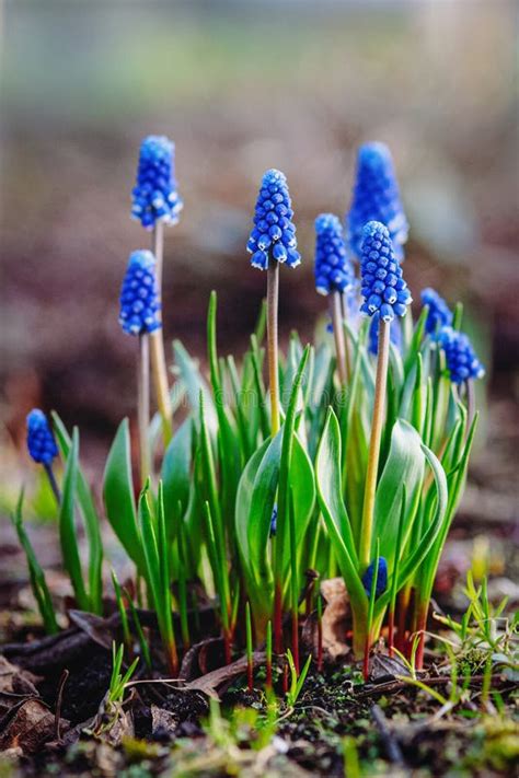 Grape Hyacinth Muscari Armeniacum Blue Flowers In Early Spring