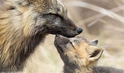Red Foxes Brittany Crossman Photography