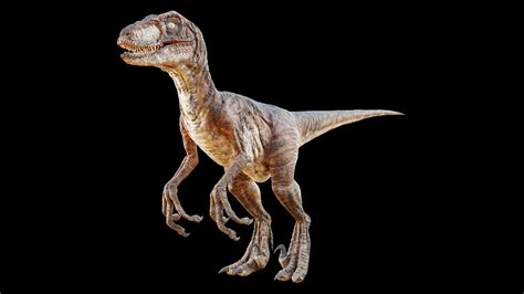 Velociraptor Realistic