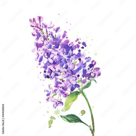 Lilac Flowers Isolated On A White Background Watercolor Painting Stock