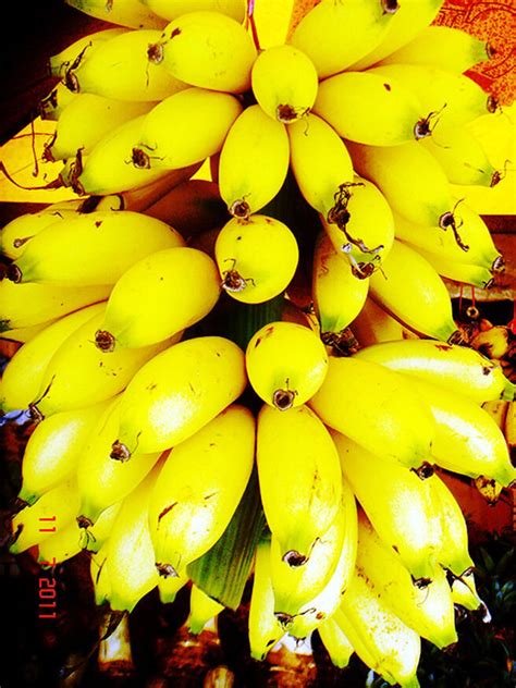 10 Dwarf Cavendish Banana Tree Seeds Musa Etsy