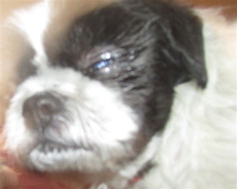 I Have A 10 Year Old Shih Tzu Who Has A Cloudy Eye When It First