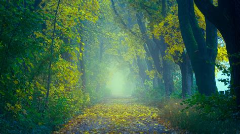 Download Wallpaper 2560x1440 Autumn Path Fog Foliage Blur Forest