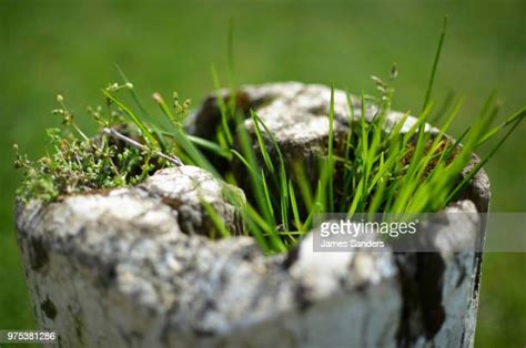 Small Patch Of Grass Photos And Premium High Res Pictures Getty Images
