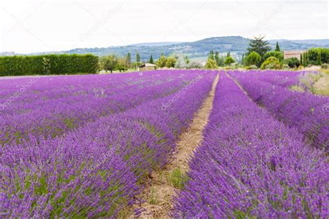 Hier findest du schöne lavendelfelder in der provence und tipps. Lavendelfelder in der Nähe von Valensole in der Provence ...