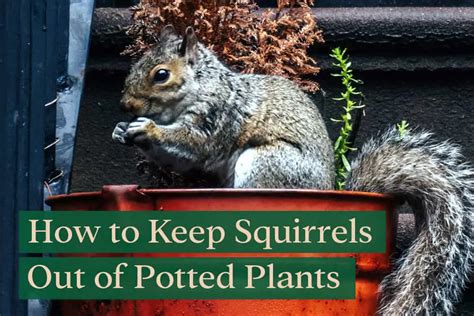 Top 20 How To Prevent Squirrels From Digging In Pots