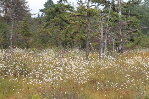 Maryland Biodiversity Project Tawny Cottongrass Eriophorum Virginicum