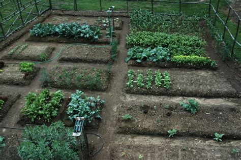 Vegetable Garden Design How To Plant Your Veggie Patch