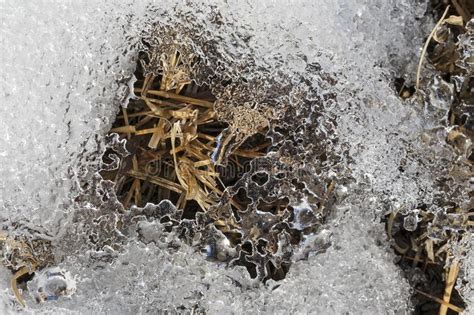 Close Up Of Melting Snow Thawing Snow On Land Stock Image Image Of