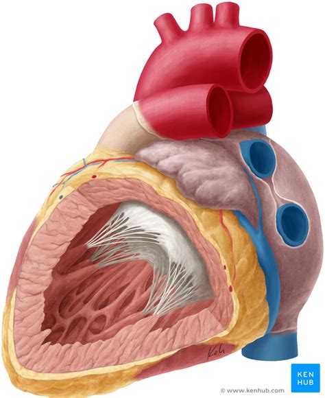 Herz Anatomie Aufbau Funktion Vorhöfe Und Ventrikel Kenhub